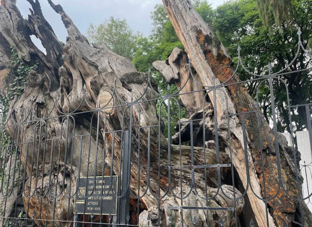 Árbol de la Noche Victoriosa-0