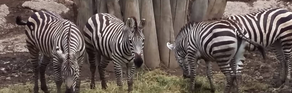 Zoológico de San Juan de Aragón-0