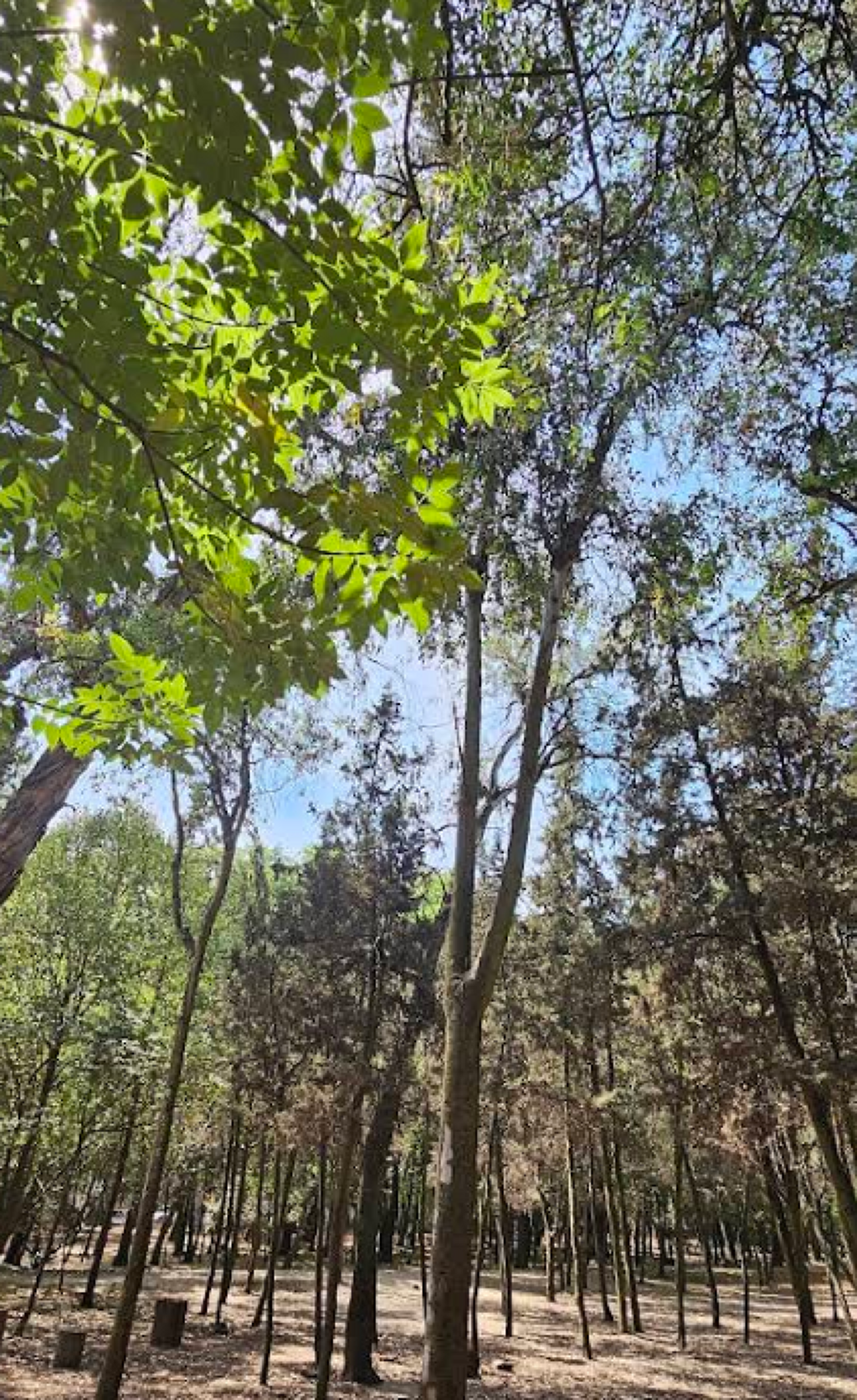 Entrada #4 para Vivero Coyoacan-0