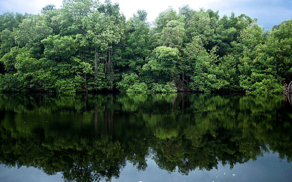 Reserva de la Biosfera La Encrucijada-0