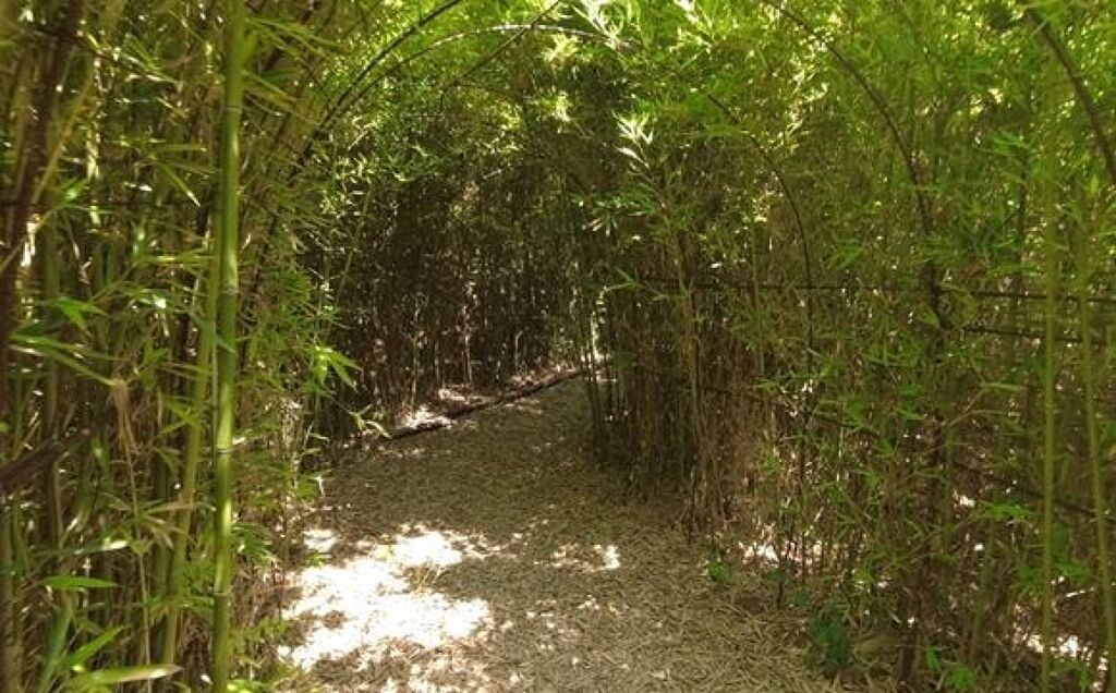 Huerto del Bambú-1