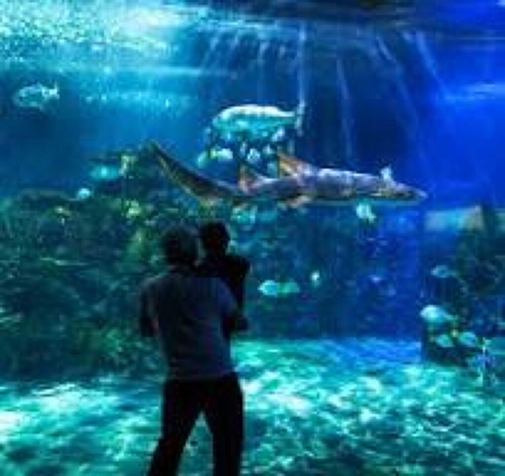 Acuario Inbursa-0