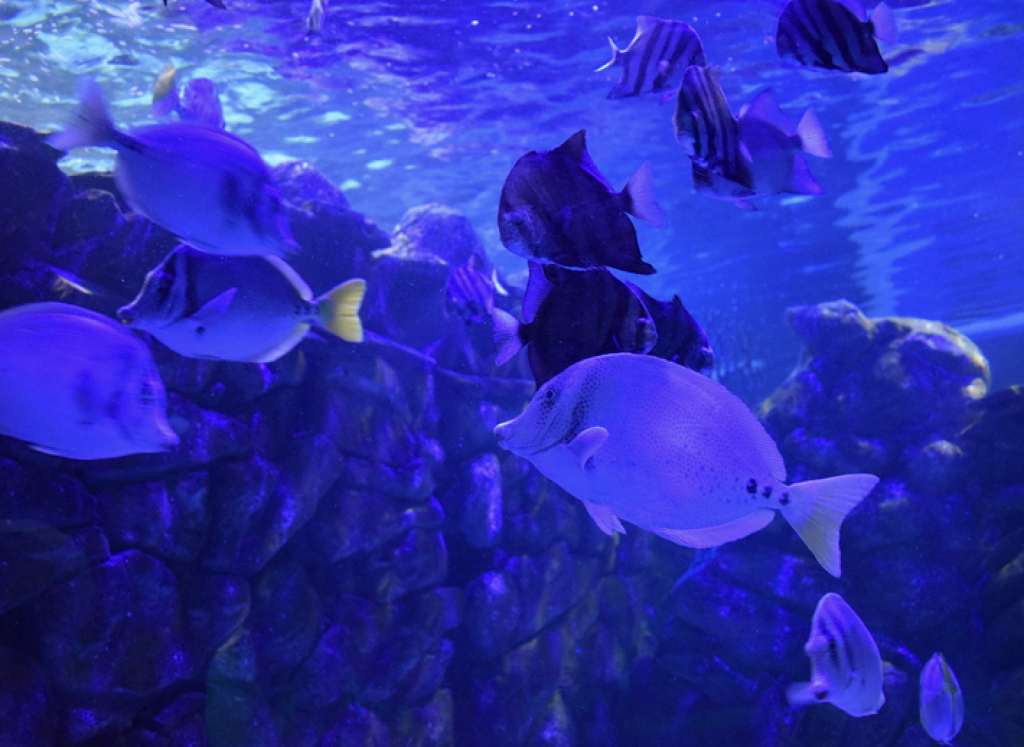 Acuario Ventura-1