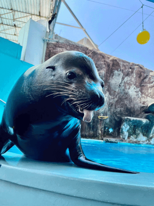 Gran Acuario Mazatlán-0