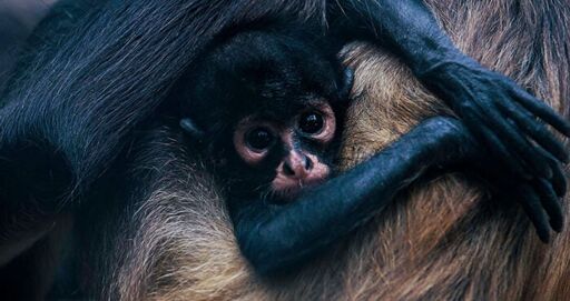 Akumal Monkey Sanctuary & Rescued Animals-0