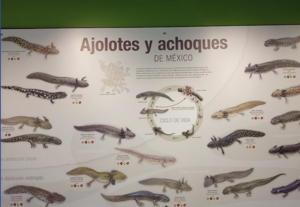 Anfibium: Museo del Axolote y Centro de Conservación de Anfibios-0
