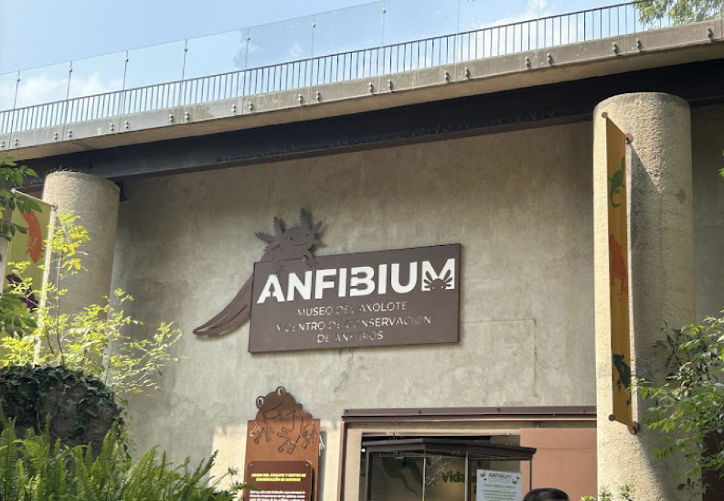 Anfibium: Museo del Axolote y Centro de Conservación de Anfibios-2