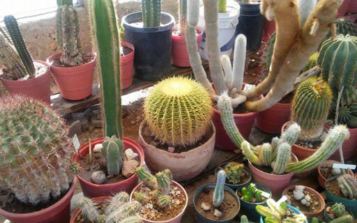 Museo del Cactus-0