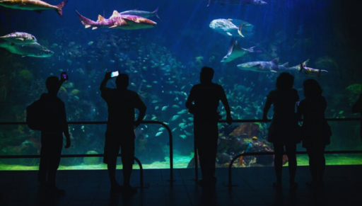 Aquarium del Puerto de Veracruz-0