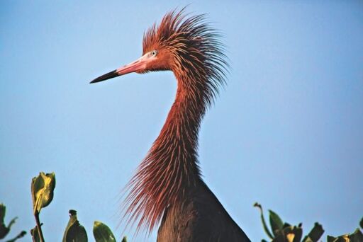 Área de Protección de Flora y Fauna de la Laguna de Términos-0