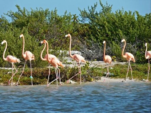 Playa Sisal-0