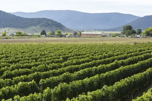 Bodegas del Viento-0