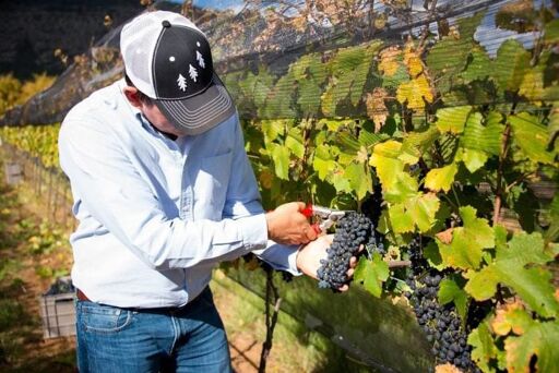 Bodegas Los Cedros-0