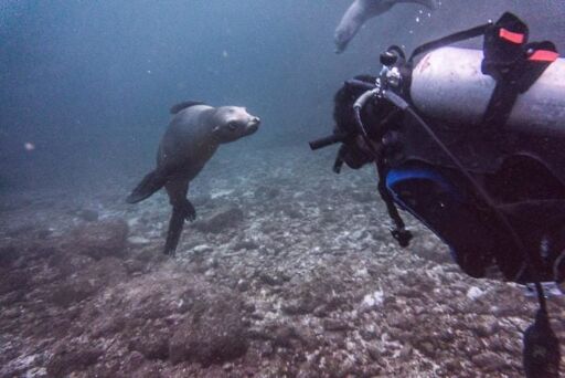 Buceo en el Mar de Cortés-0