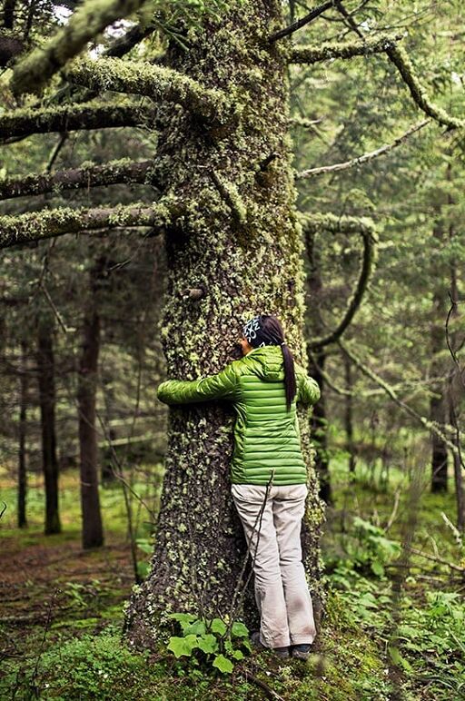 Camina por el Bosque de las Hadas-0