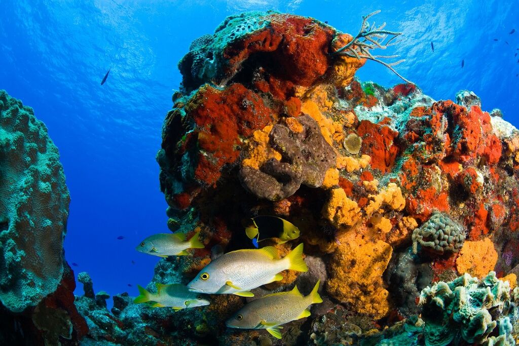Parque Nacional de Arrecifes de Cozumel-0