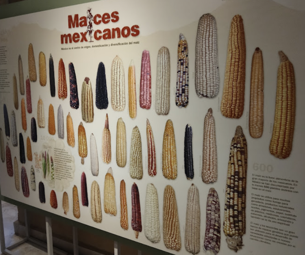 Cencalli: Casa del Maíz y la Cultura Alimentaria-3