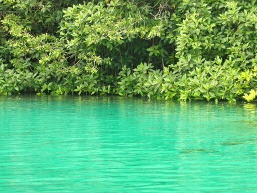 Cenote Manatí-0