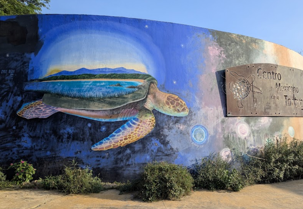 Centro Mexicano de la Tortuga-1