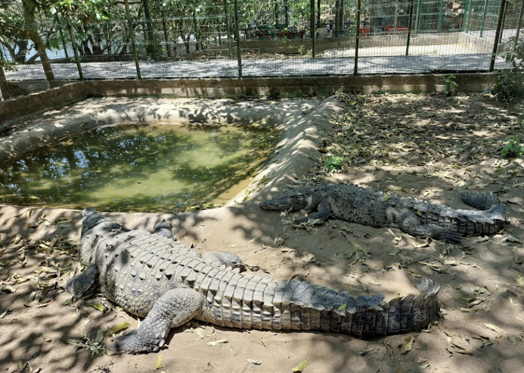 Cocodrilario Kiekari-1