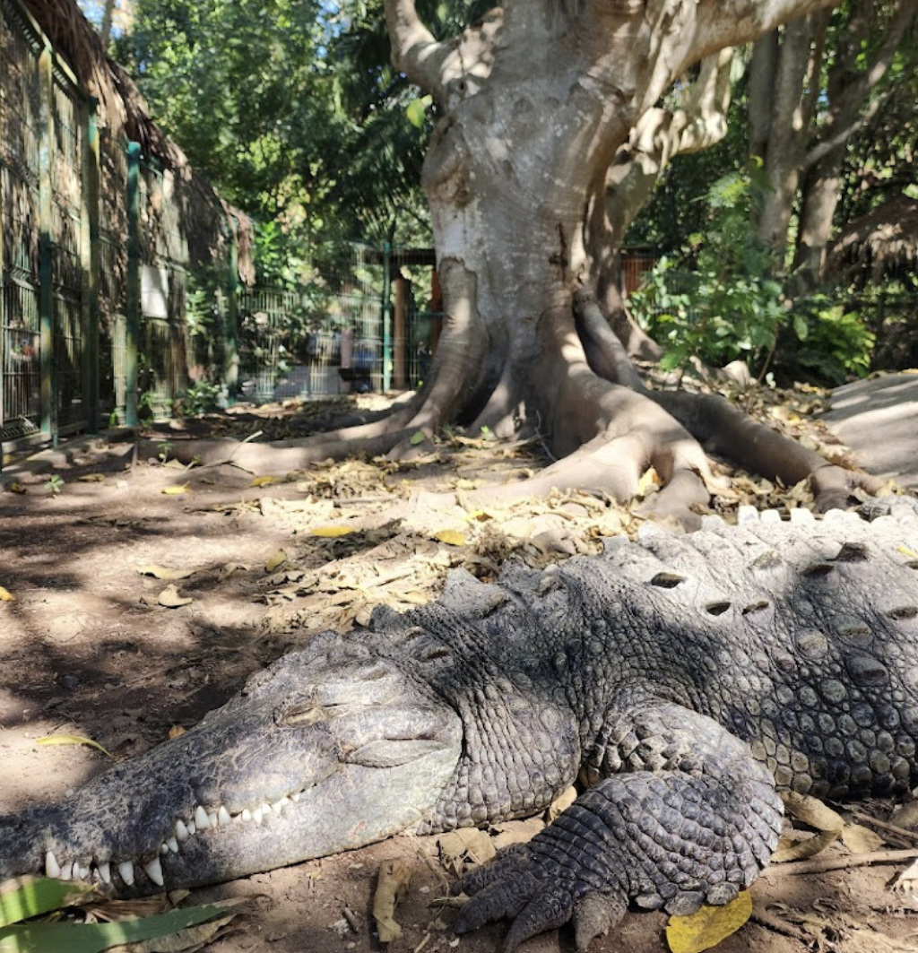 Cocodrilario Kiekari-2