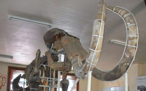 Museo de Paleontología-0
