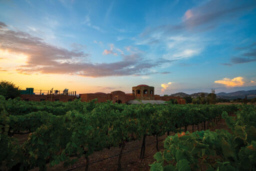 Descubre los vinos de Vinisterra-0