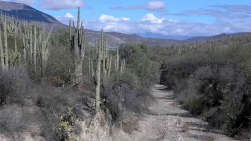 Pinos, Zacatecas.-0