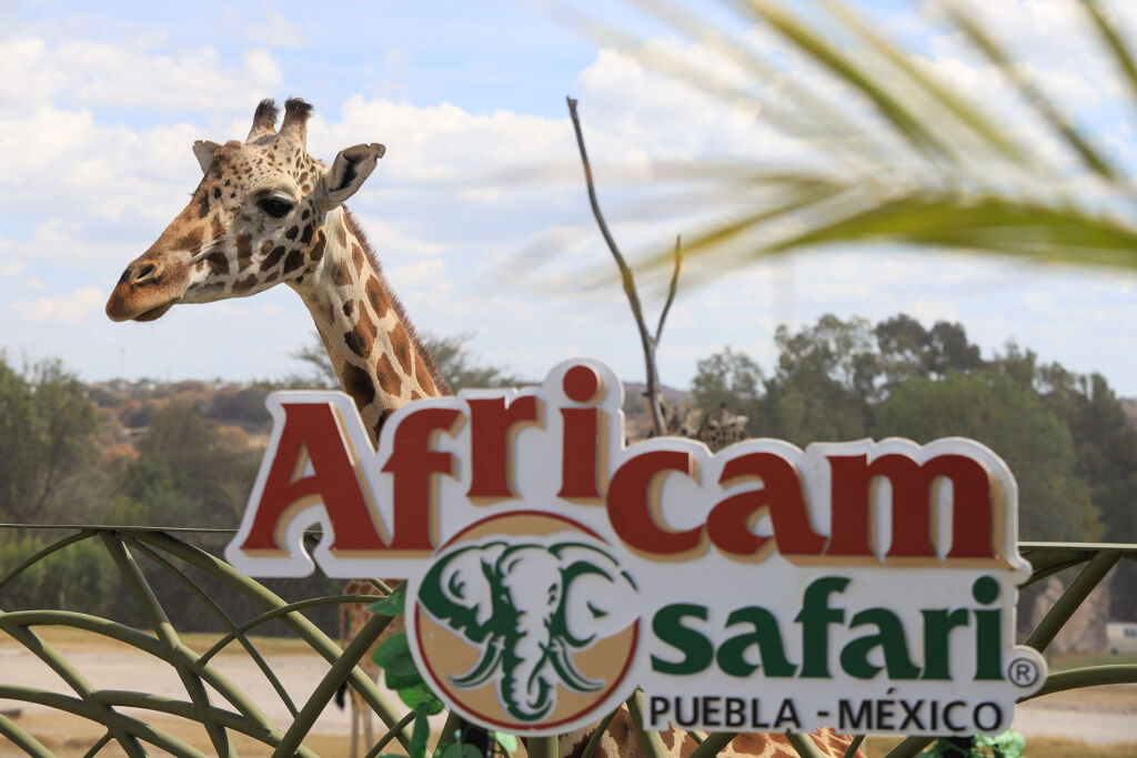 Africam Safari-0