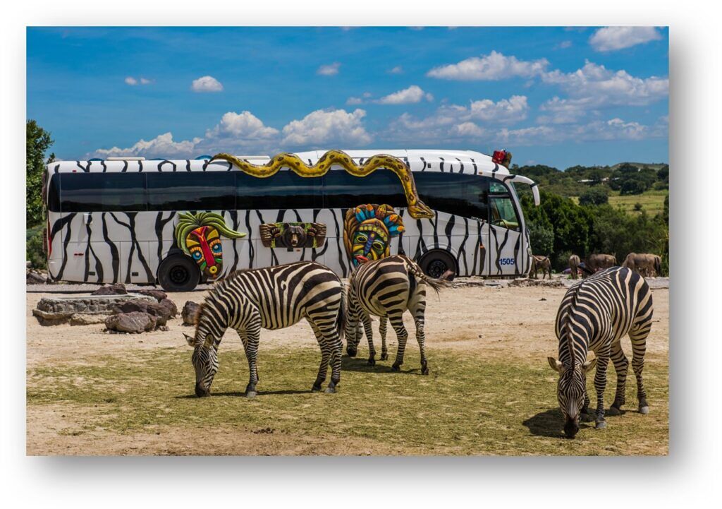 Africam Safari-1
