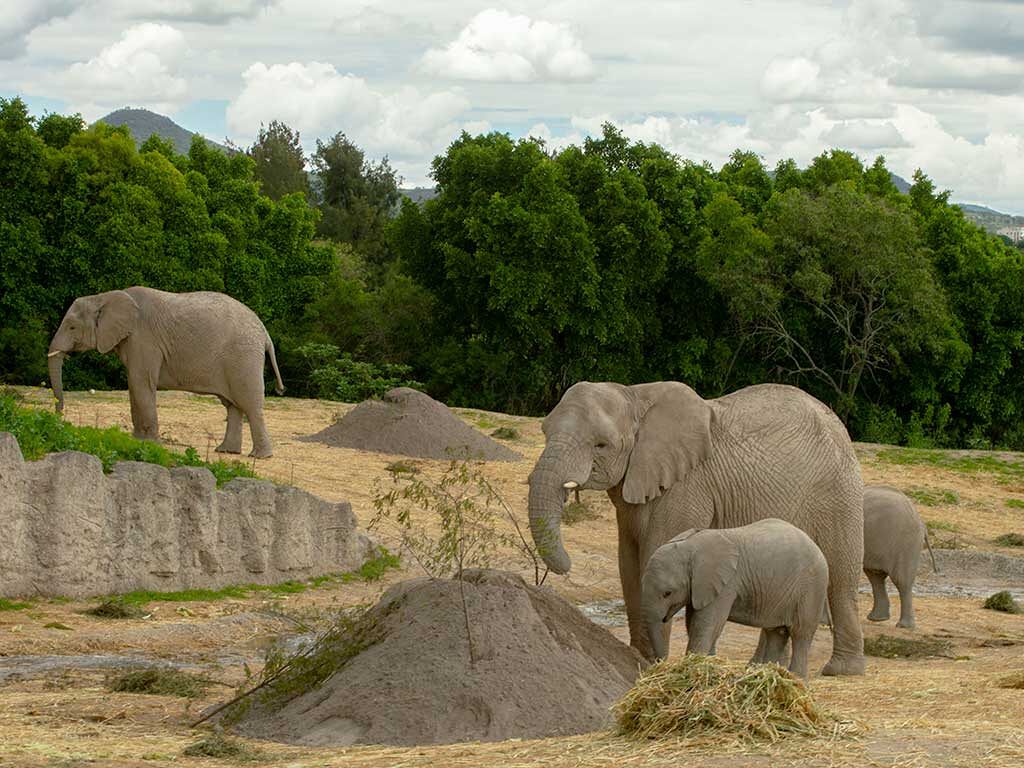 Africam Safari-2