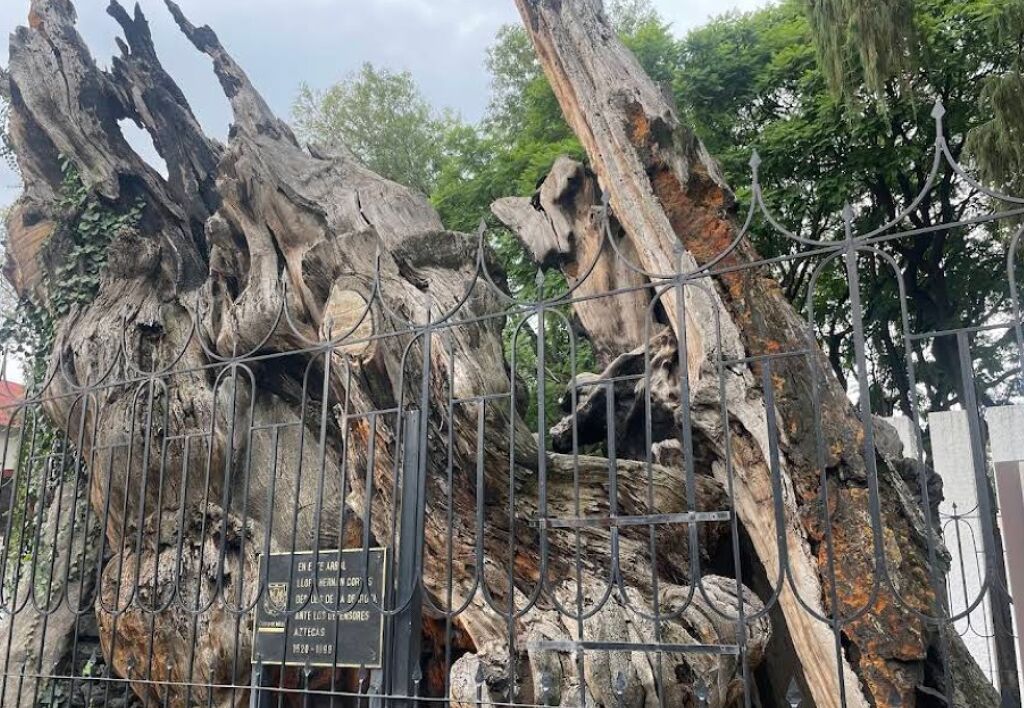 Árbol de la Noche Victoriosa-0