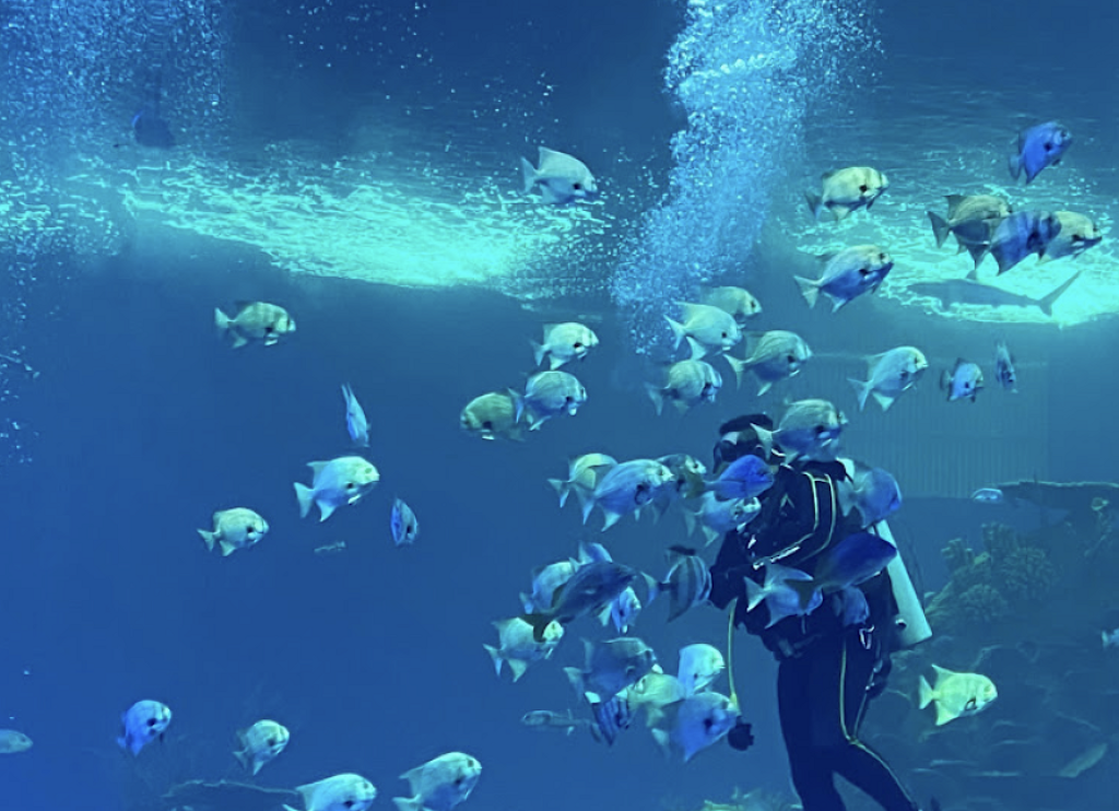 Gran Acuario Mazatlán Mar de Cortés-2
