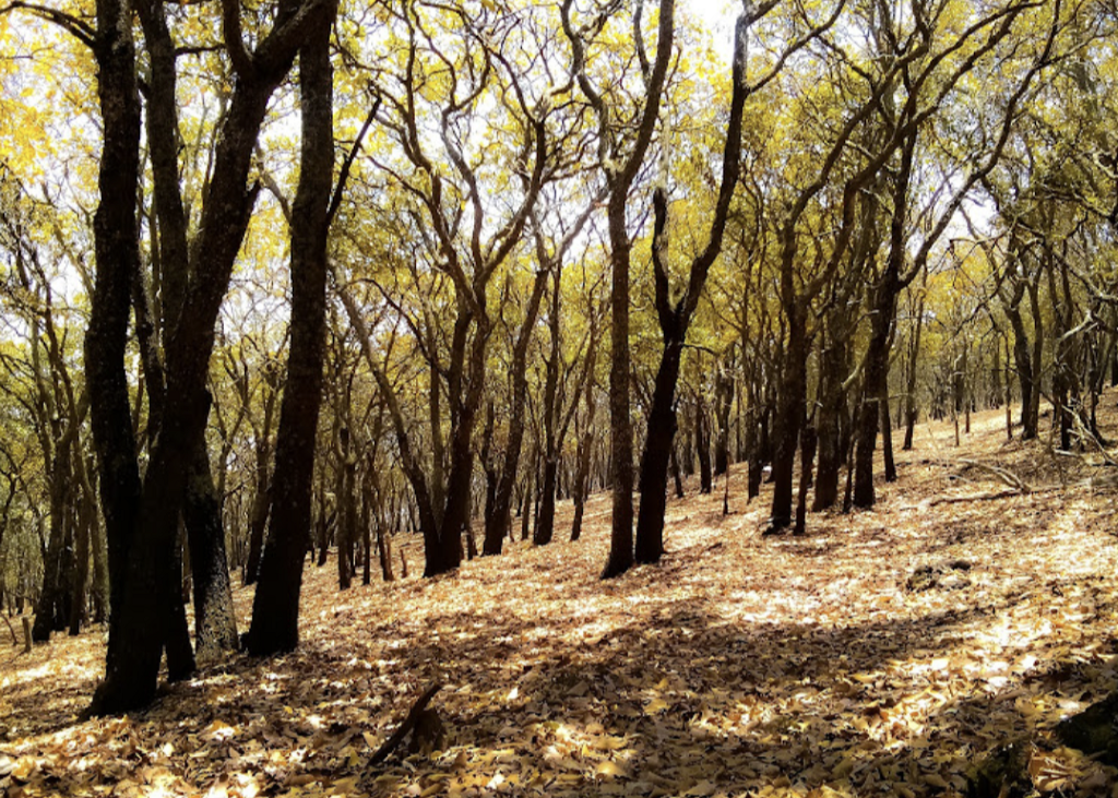 Cerro de Culiacán-1