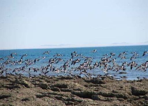 Isla de los Pájaros-0