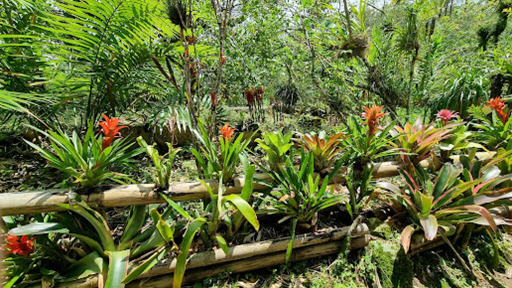 Jardín Botánico Xoxoctic-0