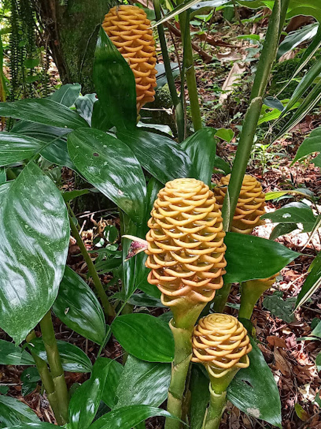 Jardín Botánico Xoxoctic-2