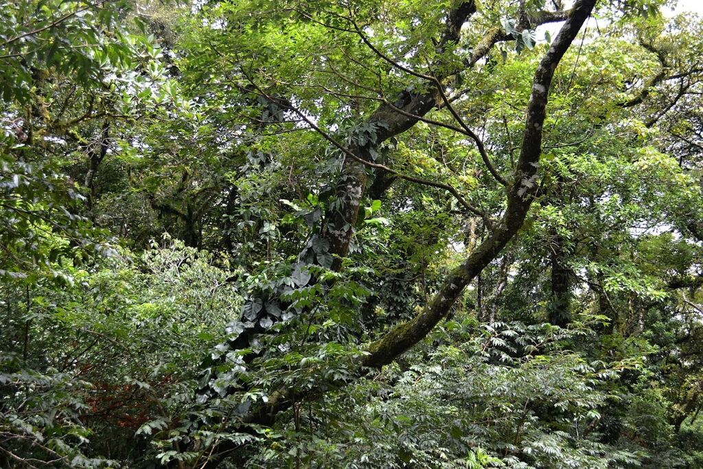 La Reserva de la Biosfera de los Tuxtlas-2