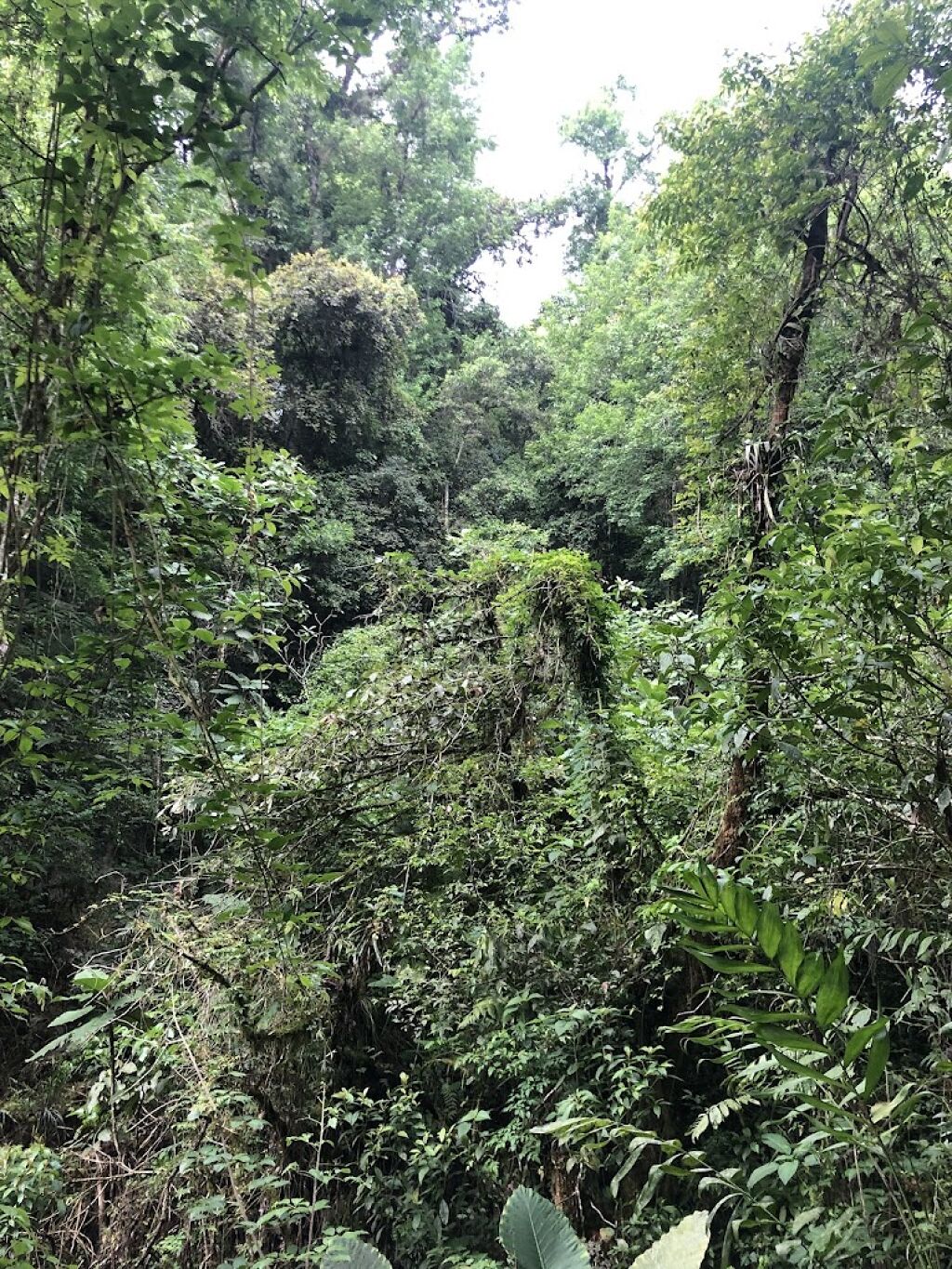 Santuario Del Bosque De Niebla-2