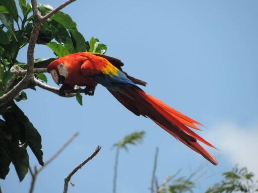 La Reserva de la Biosfera de los Tuxtlas-0