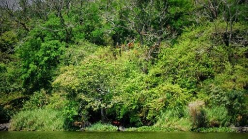 Lanchas Catemaco-0