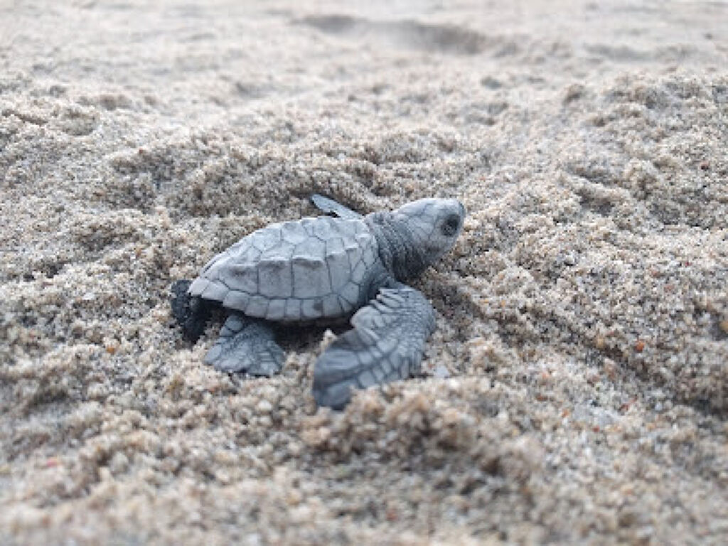 Campamento Tortuguero de Sayulita-1