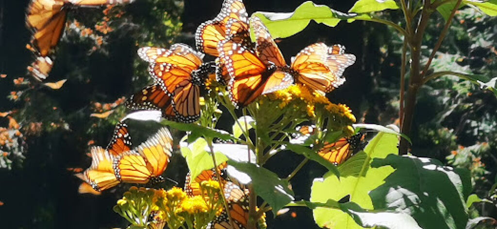 Santuario Mariposa Monarca-0