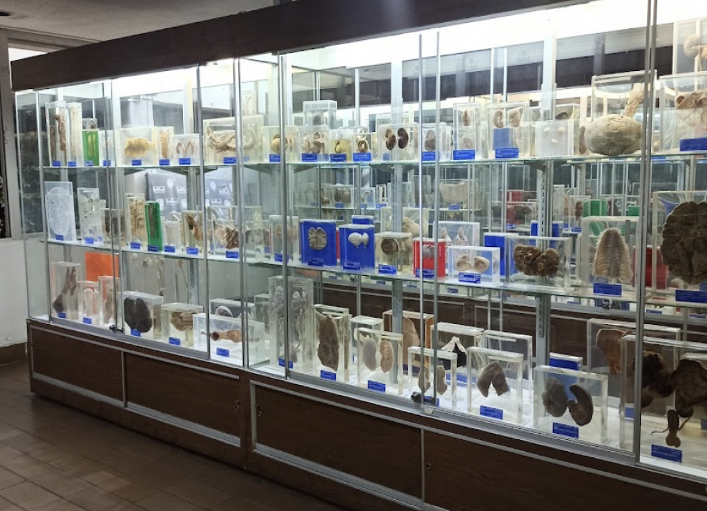 Museo de Anatomopatología Veterinaria Manuel H. Sarvide-1