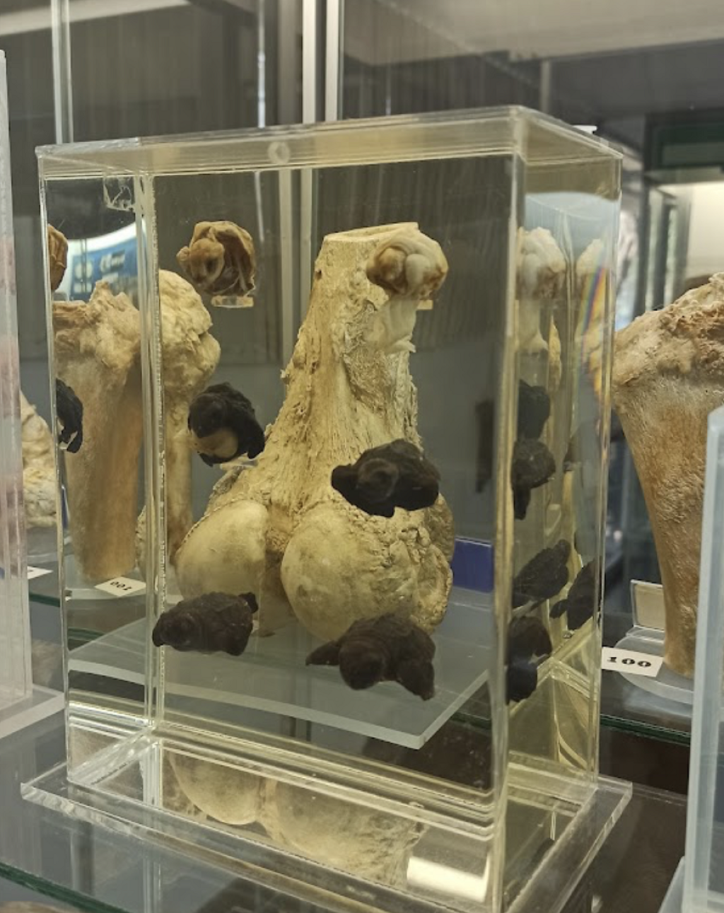 Museo de Anatomopatología Veterinaria Manuel H. Sarvide-0
