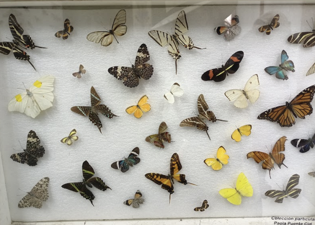 Museo de Bichos Querétaro-4