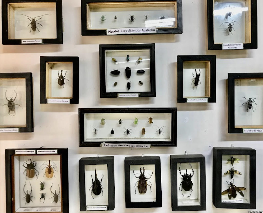 Museo de Bichos Querétaro-1