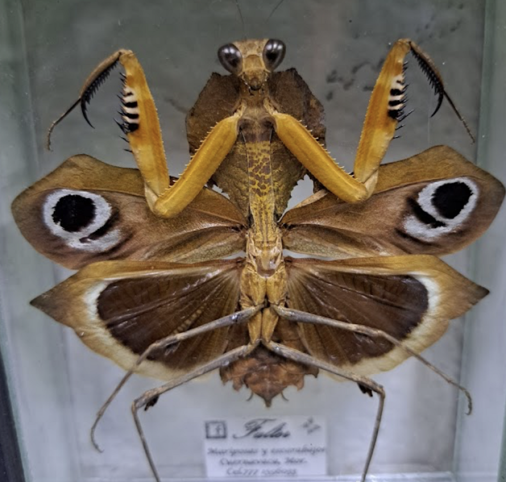 Museo de Bichos Querétaro-2