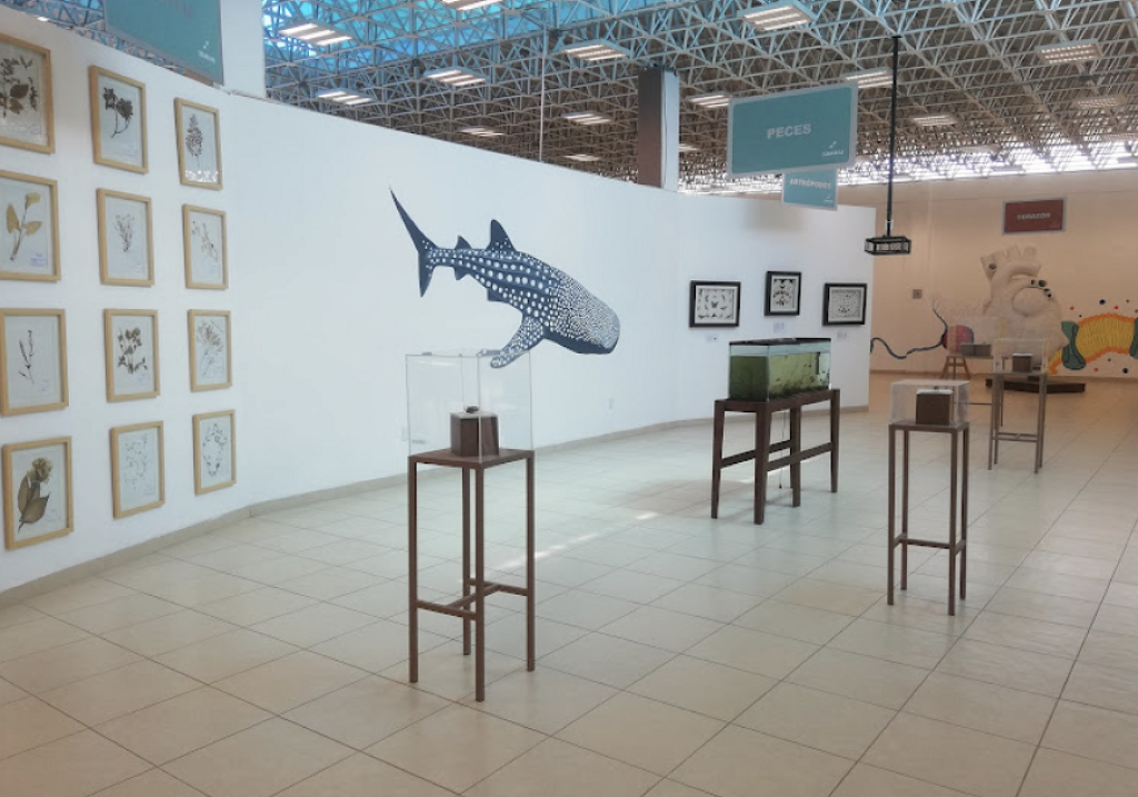 Museo de Ciencias XIMHAI-0