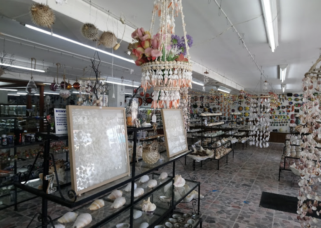 Museo de Conchas-2